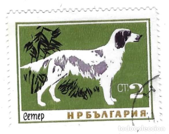 Sellos: Sello usado Bulgaria. n&ordm; 1456. Perros. Setter Ingl&eacute;s. ref. 2-bul1456