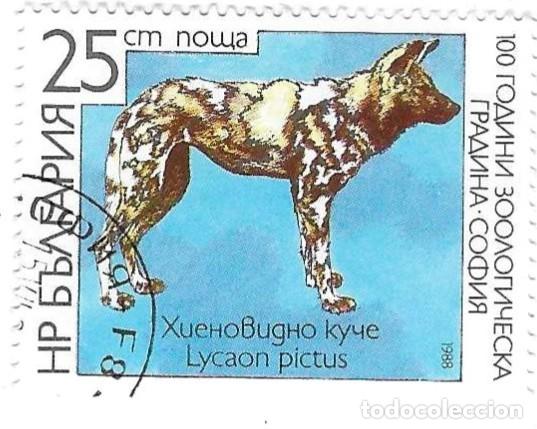 Sellos: Sello usado Bulgaria. n&ordm; 3675. Centenario Zoo de Sofia. Lica&oacute;n. ref. 2-bul3675