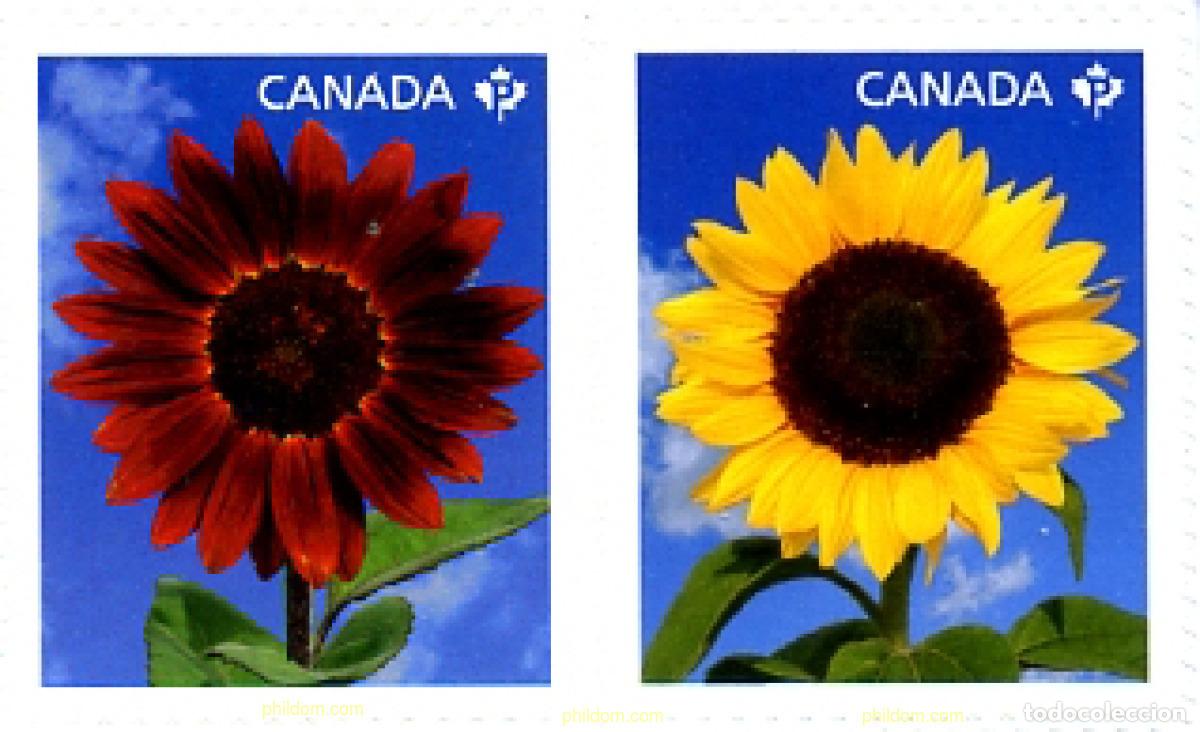 Sellos: 260098 MNH CANADA 2011 FLOR TORNASOL - Foto 1