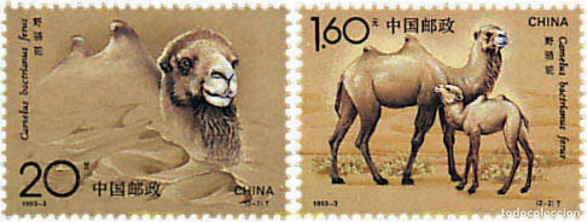 Sellos: 29972 MNH CHINA. Rep&uacute;blica popular 1993 CAMELLOS SALVAJES.