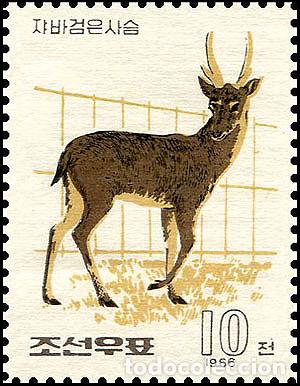 Sellos: RPDC 1966 Ciervo Fauna MNH - Foto 1