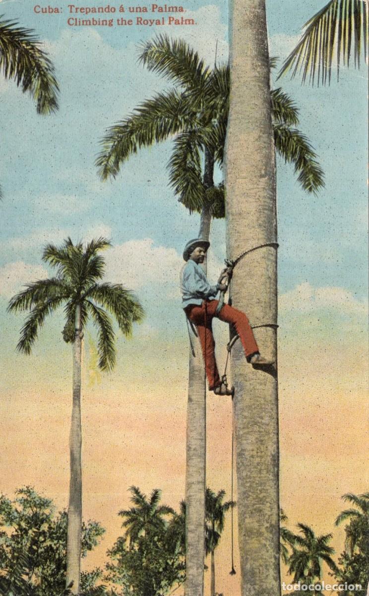 Sellos: CUBA. TREPANDO A UNA PALMA - Foto 1