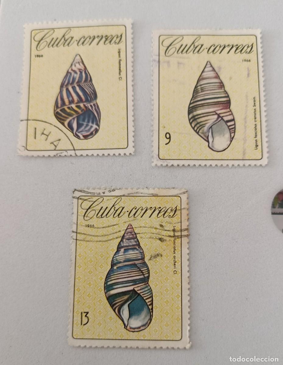 Sellos: Sellos Cuba 1966, Moluscos cubanos, edifil 1362, 1366 y 1368.