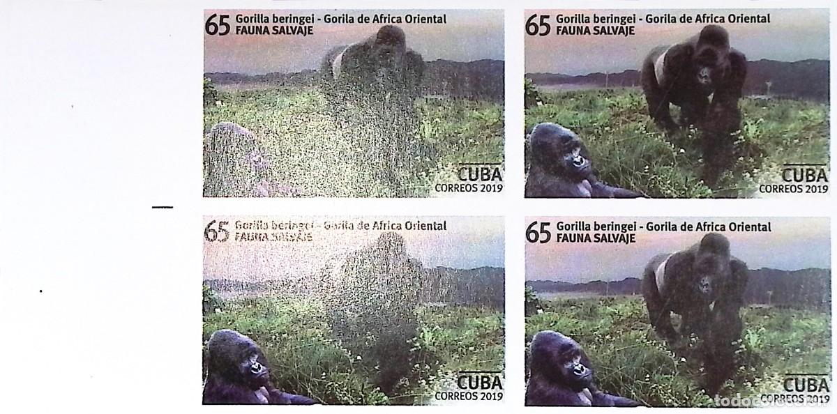 Sellos: TS) 2019 CUBA, DIE PROOF, IMPERFORATE, BLOCK OF 4,WILDLIFE GORILLA BERINGEI,MNH.