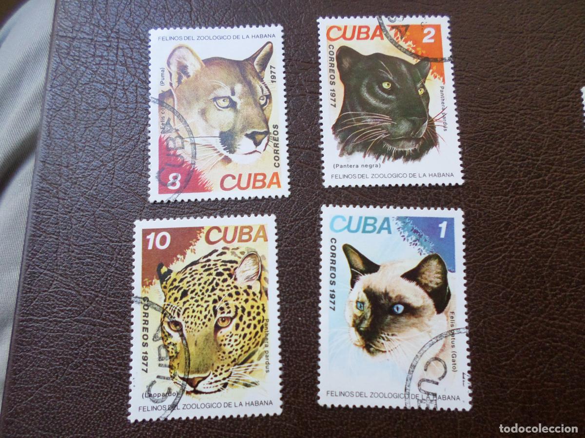 Sellos: :cuba, 1977, felinos del zoo de la habana, Yvert 2033/36