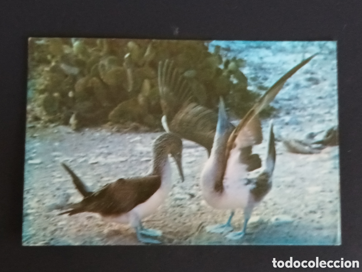 Sellos: ECUADOR. POSTAL FRANQUEADA Y DEVUELTA A SU PROCEDENCIA. - Foto 2