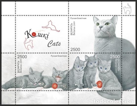 Francobolli: BIELORRUSIA 2009 Gatos MNH**