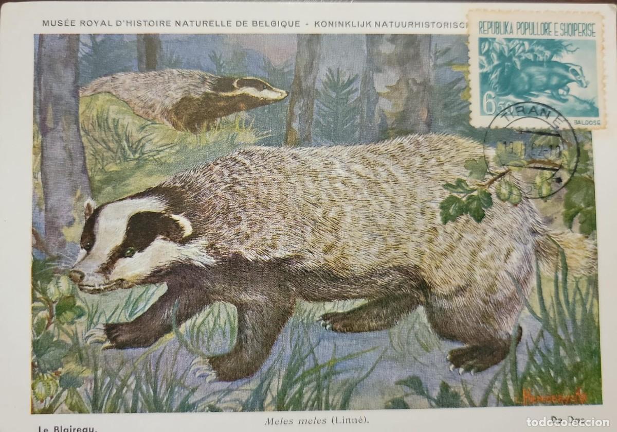 Selos: O) 1961 ALBANIA,&nbsp;ROYAL MUSEUM OF NATURAL HISTORY KONINKLIJK,&nbsp; BADGER,&nbsp; XF