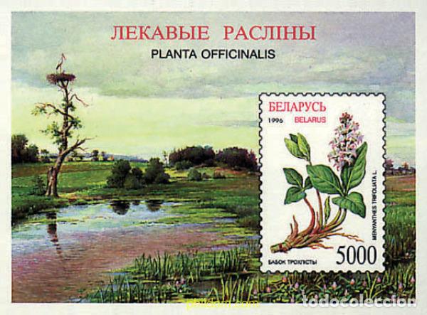 Sellos: 84154 MNH BIELORRUSIA 1996 PLANTAS MEDICINALES