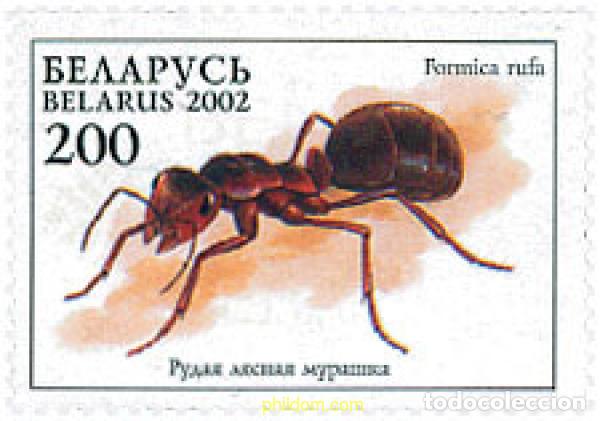 Sellos: 291812 MNH BIELORRUSIA 2002 HORMIGAS