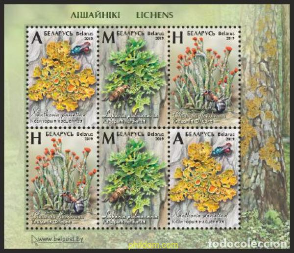 Sellos: 623958 MNH BIELORRUSIA 2019 FLORA: FLORES Y LIQUENES