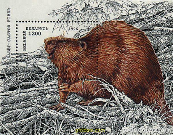 Sellos: 84146 MNH BIELORRUSIA 1996 CASTOR