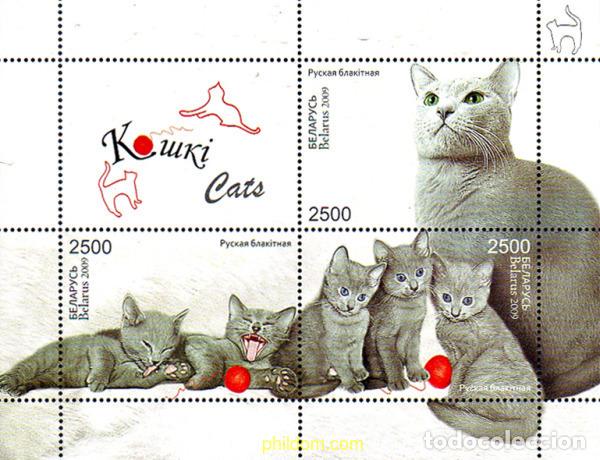 Sellos: 237964 MNH BIELORRUSIA 2009 GATOS