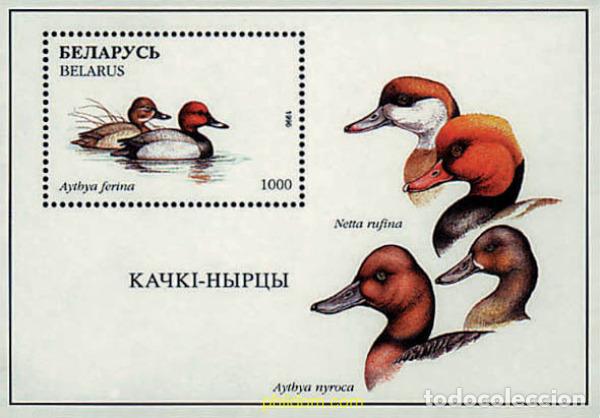 Sellos: 213411 MNH BIELORRUSIA 1996 AVES ACUATICAS