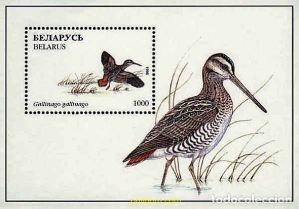 Sellos: 783038 MNH BIELORRUSIA 1996 AVES ACUATICAS