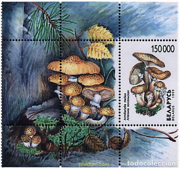 Sellos: 84492 MNH BIELORRUSIA 1999 SETAS