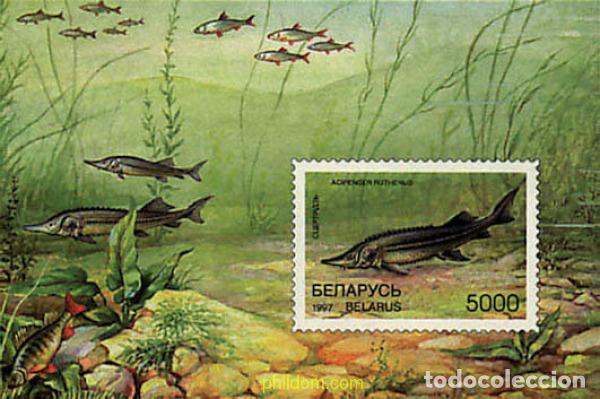 Sellos: 84194 MNH BIELORRUSIA 1997 PECES