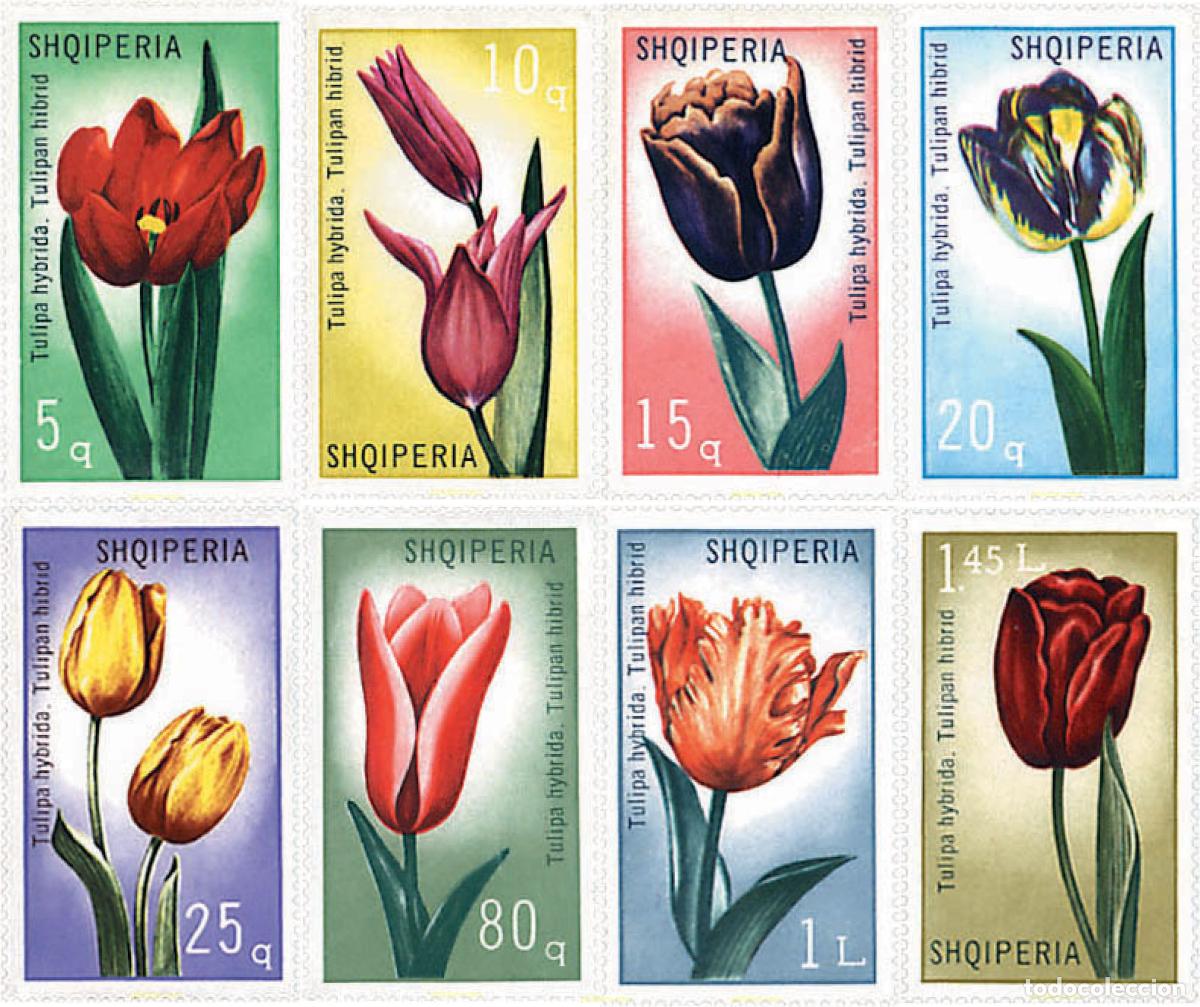Sellos: 80518 MNH ALBANIA 1971 TULIPANES