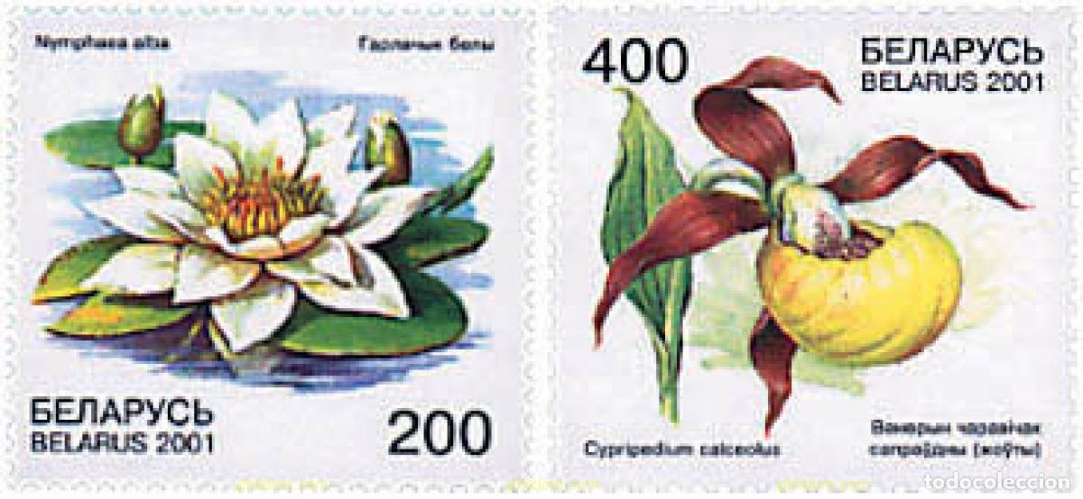 Sellos: 81477 MNH BIELORRUSIA 2001 FLORA