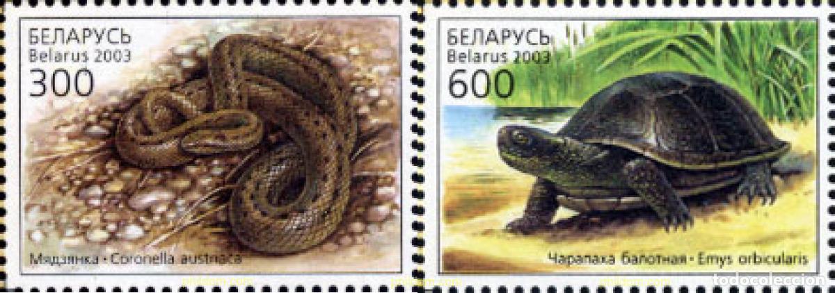 Sellos: 132082 MNH BIELORRUSIA 2003 REPTILES