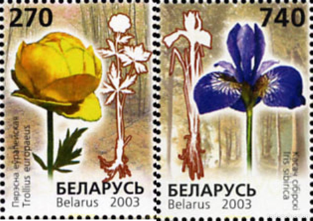 Stamps: 136247 MNH BIELORRUSIA 2003 FLORES DEL LIBRO ROJO DE BIELORUSIA