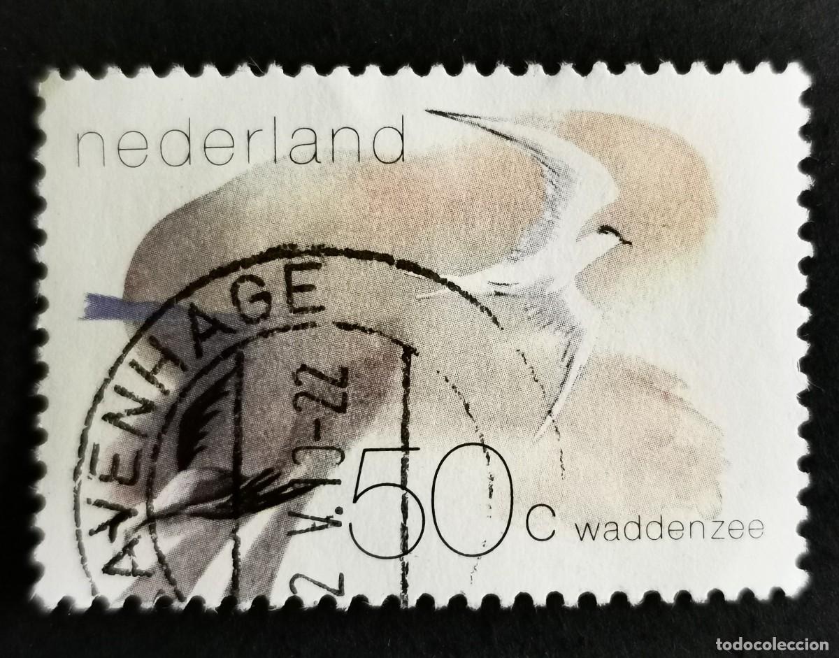 Sellos: Sello Pa&iacute;ses Bajos 1982, Charr&aacute;n piquigualdo y eider com&uacute;n, 50 c. Michel: NL 1209