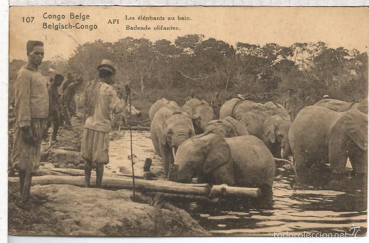 Selos: CONGO BELGA ENTERO POSTAL API ELEFANTES ELEPHANT FAUNA MAMIFERO