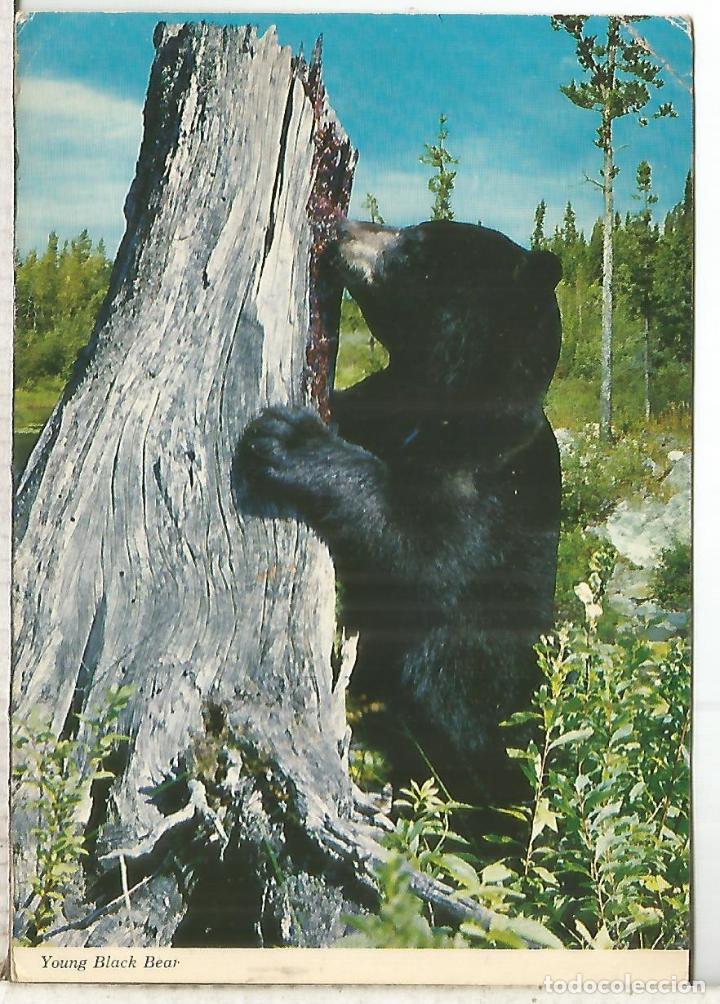 Sellos: CANADA TP BLACK BEAR - Foto 2