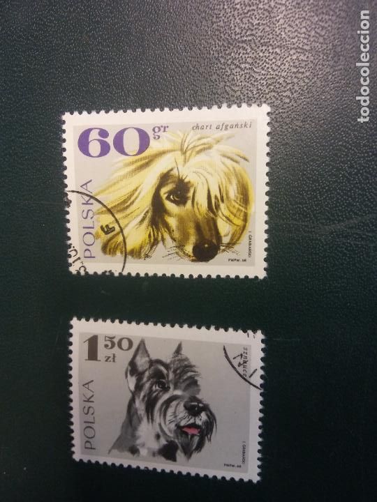 Sellos: SELLOS. POLSKA. PERROS - Foto 1
