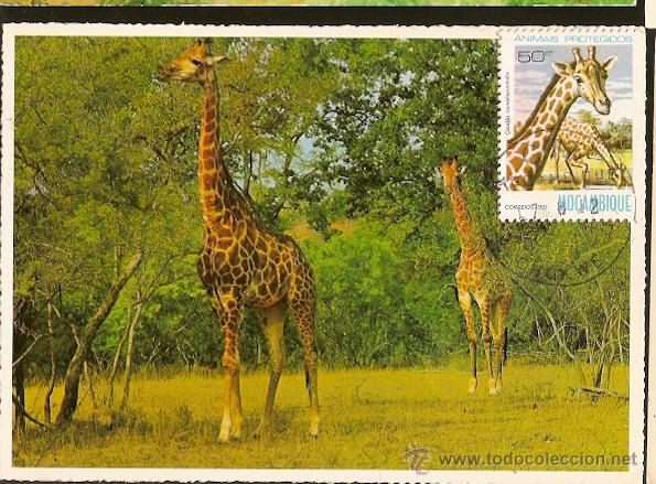 Selos: Mo&ccedil;ambique & Postal M&aacute;ximo, Animais Protegidos, Girafa 1981 (2)
