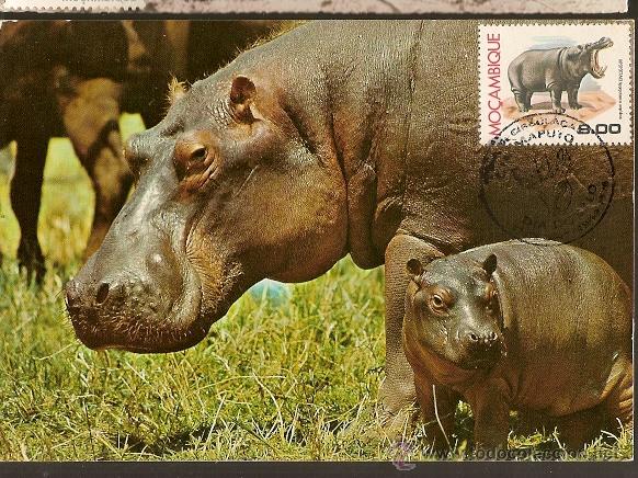 Briefmarken: Mo&ccedil;ambique & Postal M&aacute;ximo, Animais Protegidos Hipop&oacute;tamo 1991 (6)