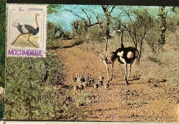 Briefmarken: Mo&ccedil;ambique & Postal M&aacute;ximo, Aves de Mo&ccedil;ambique, Avestruz  1981 (12)