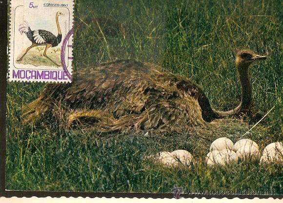 Timbres: Mo&ccedil;ambique & Postal M&aacute;ximo, Aves de Mo&ccedil;ambique, Avestruz  1981 (13)