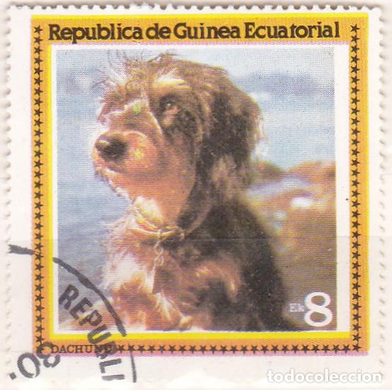 Sellos: 1976 - GUINEA ECUATORIAL - PERROS - DACHSHUND DACKEL - Foto 1