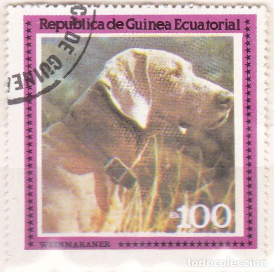 Sellos: 1976 - GUINEA ECUATORIAL - PERROS - WEIMARANER - BRACO DE WEIMAR - Foto 1