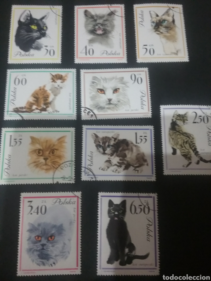 Sellos: Sellos de Polonia (Polska) matasellados. 1964. Gatos domesticos. Felinos. Mamiferos. Animales. Natur