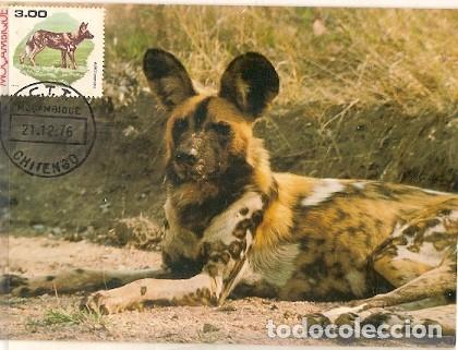 Sellos: Mozambique & Maxi, Mam&iacute;feros, Mabeco, Lycaon Pictus, Chitengo 1976 (733)