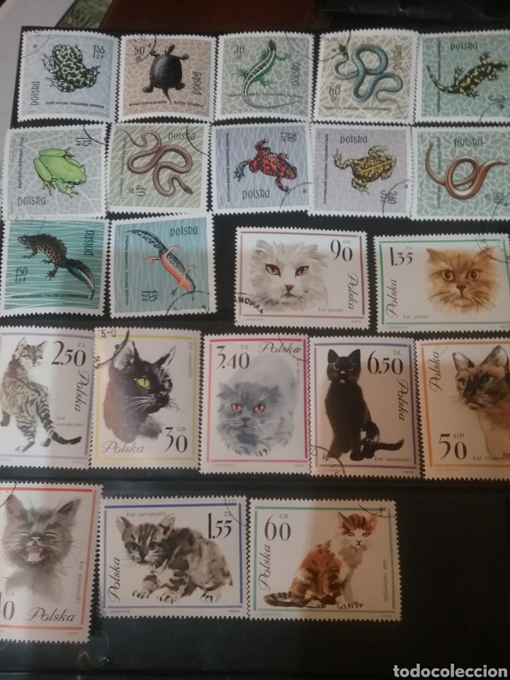 Sellos: Sellos R. Polonia (Polska) mtdos/1963-1964/Fauna/animales/reptiles/gatos domesticos/serpiente