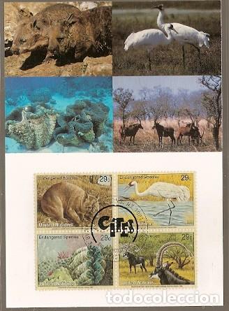 Timbres: Naciones Unidas & Maxi, Fauna, Especies en Peligro de Extinci&oacute;n, ONU Nueva York  1993 (145)
