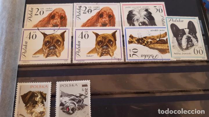 Sellos: Lote sellos perros - Foto 1