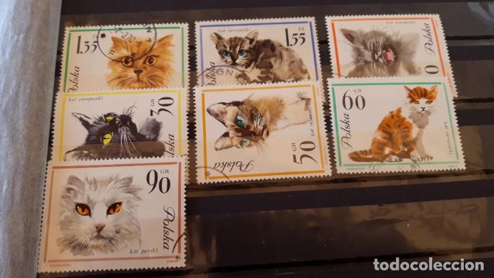 Sellos: Lote sellos gatos - Foto 1