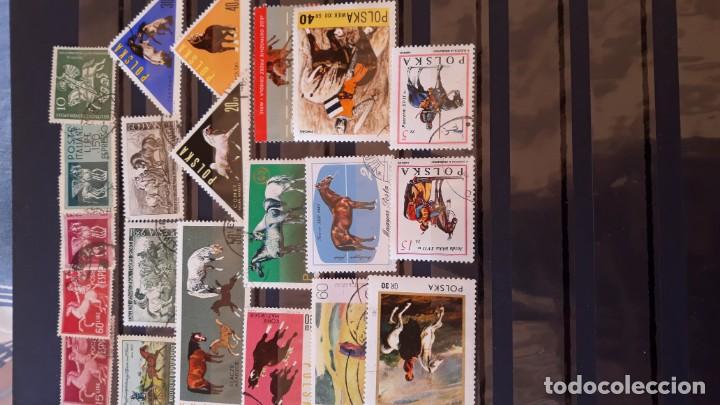 Sellos: Lote sellos caballos1 - Foto 1
