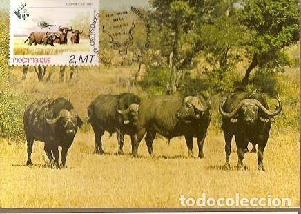 Sellos: Mozambique & Maxi, Bufalo, Syncerus Caffer, Expo. Mundial de Caza,Plovdiv Bulg&aacute;ria 1981 (734)