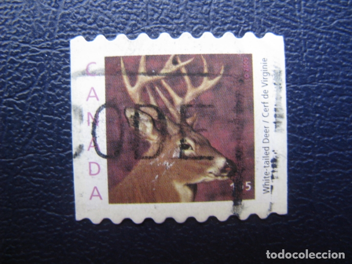 Sellos: canada, a&ntilde;o 2000 ciervo - Foto 1