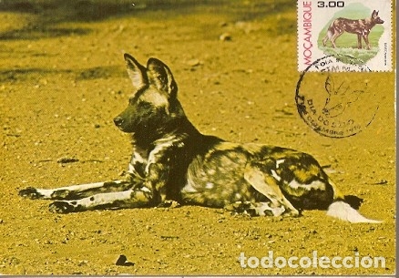 Sellos: Mozambique & Maximum, Mam&iacute;feros de Mozambique, Mabeco, Lycaon Pictus, Chitengo 1980 (734)