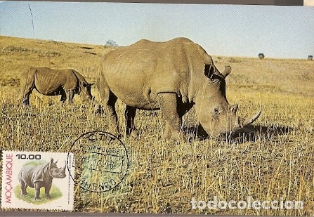 Timbres: Mozambique & Maxi, Animales Animales Rinoceronte,Rhinocerontidae, White Rhino, Chitengo 1976 (8515)