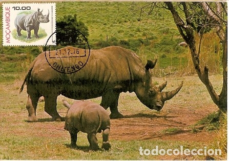 Timbres: Mozambique & Maxi,Fauna, Rinoceronte,  Rhinocerontidae,  Rhino Blanco,  Chitengo  1976 (3555)