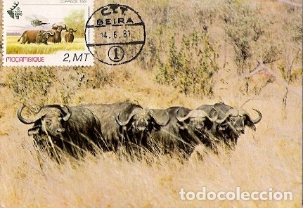 Timbres: Mozambique & Maxi, Bufalo, Syncerus Caffer, Plovdiv Bulg&aacute;ria 1981 (733)