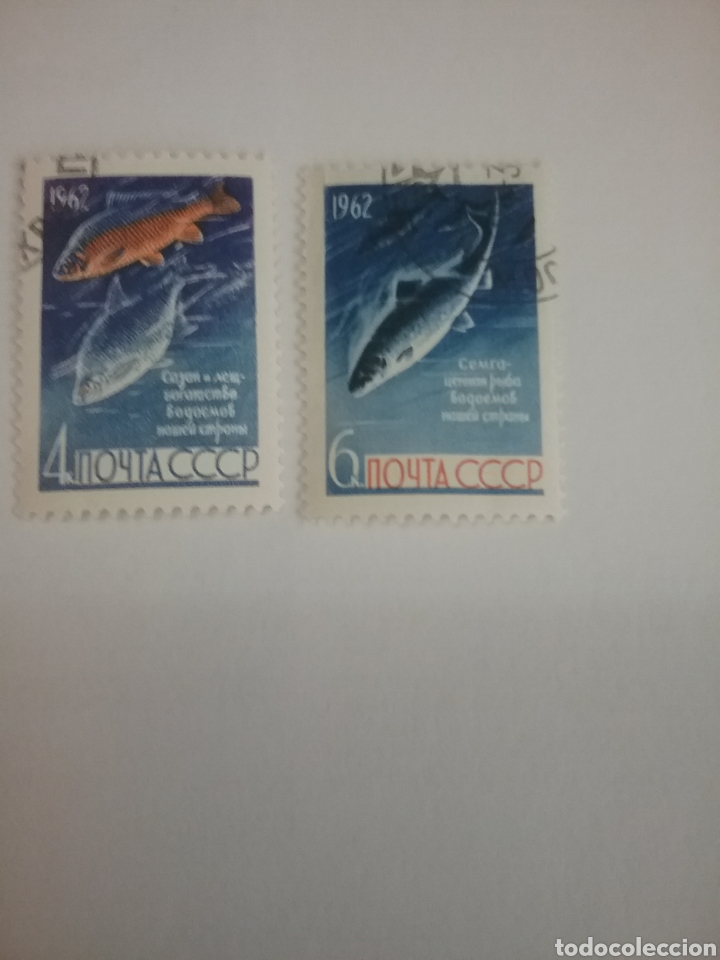 Sellos: Sellos Rusia (CCCP.URSS) mtdos/charnela/1962/animales/peces/fauna/vida/marina/carpa/salmon/