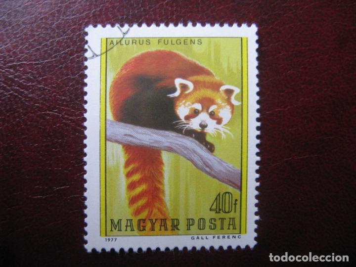 Sellos: +hungria, 1977, panda enano, Yvert 2587 - Foto 1